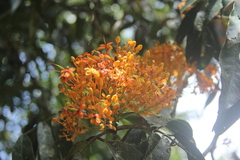 Saraca