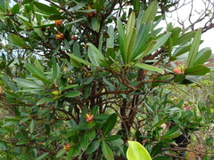 Montrouziera sphaeroidea