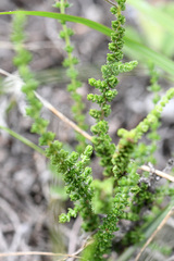 Jamesbrittenia microphylla