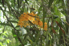 Saraca