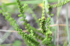 Jamesbrittenia microphylla
