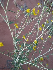 Helianthus anomalus