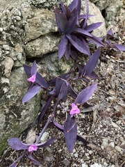 Tradescantia pallida