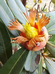 Montrouziera sphaeroidea