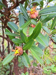 Montrouziera sphaeroidea