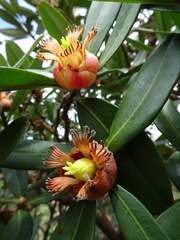 Montrouziera sphaeroidea