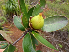 Montrouziera sphaeroidea