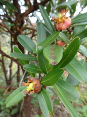 Montrouziera sphaeroidea