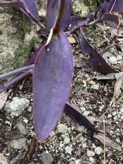 Tradescantia pallida