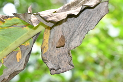 Erionota thrax