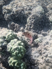 Cirrhitichthys oxycephalus