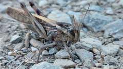 Locusta