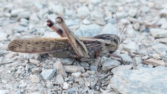 Locusta
