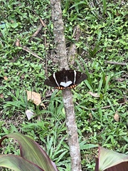 Lepidoptera