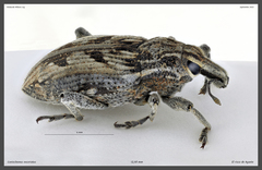 Coniocleonus excoriatus