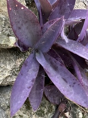 Tradescantia pallida