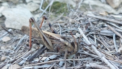 Locusta