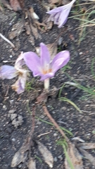 Colchicum speciosum