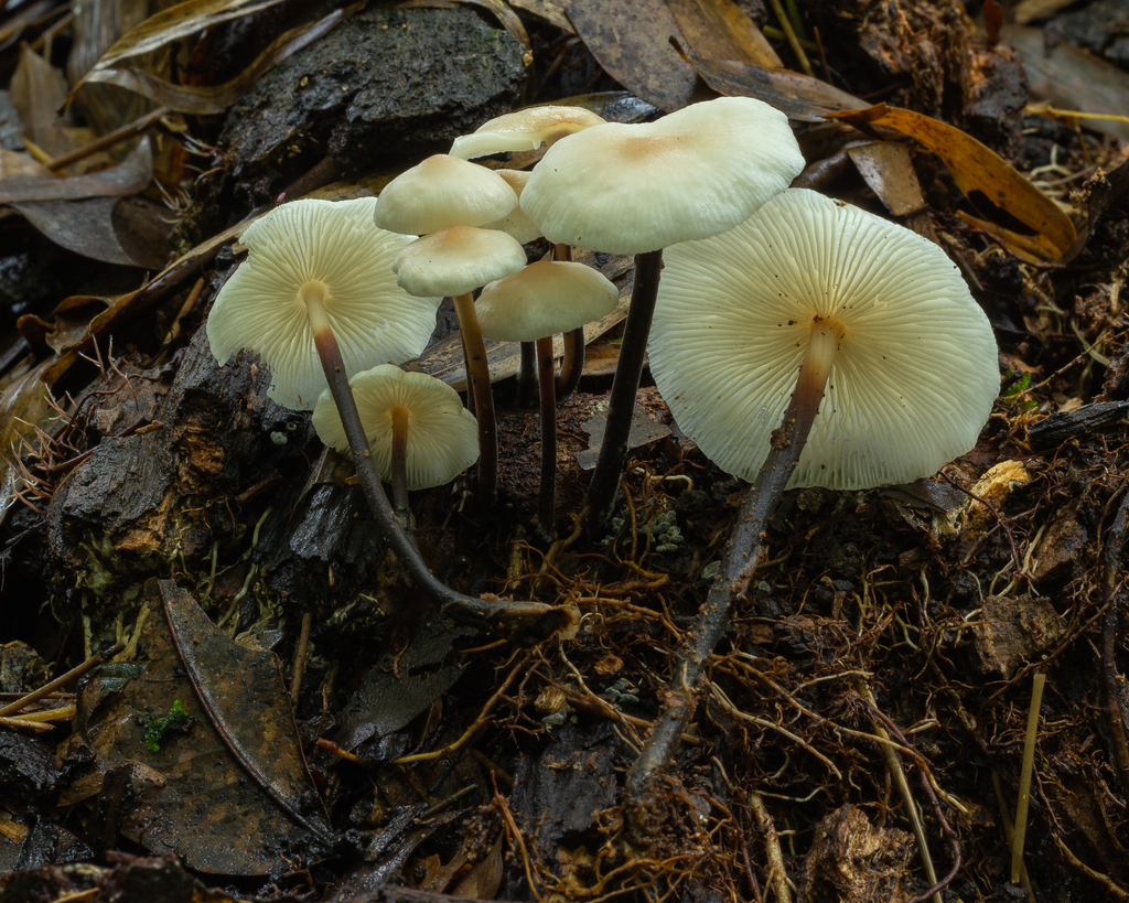 Collybiopsis omphalodes · January 2023 · photo: © deniszabin (iNaturalist, cc-by)