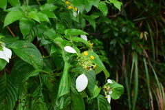 Mussaenda