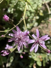 Calorezia prenanthoides