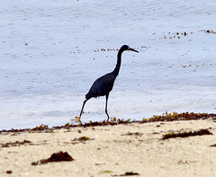 Egretta garzetta dimorpha