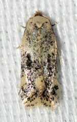 Zimmermannia mesoloba