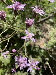 Calorezia prenanthoides