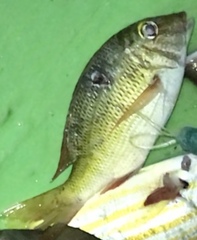 Lutjanus argentimaculatus