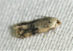 Zimmermannia mesoloba