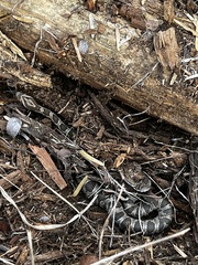 Pantherophis emoryi