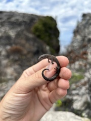 Afrogecko porphyreus