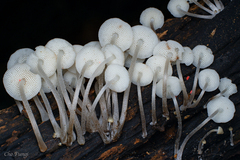Mycena flammifera