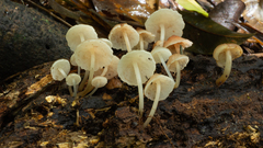 Filoboletus