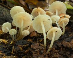 Filoboletus