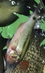 Parupeneus barberinus