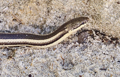 Liophidium vaillanti