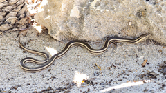 Liophidium vaillanti