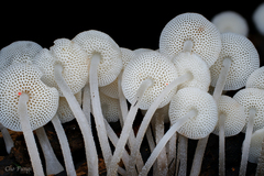 Mycena flammifera