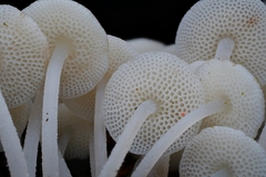Mycena flammifera