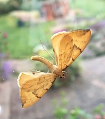 Gandaritis pyraliata