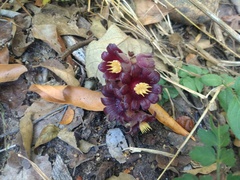 Bdallophytum americanum