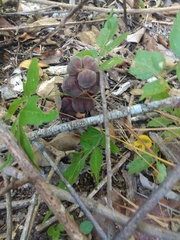 Bdallophytum americanum