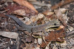 Oedura tryoni