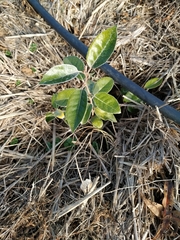 Elaeagnus × ebbingei