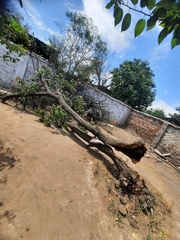 Prunus armeniaca
