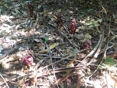 Bdallophytum americanum