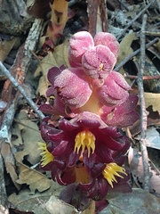 Bdallophytum americanum