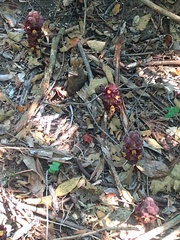 Bdallophytum americanum
