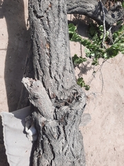 Prunus armeniaca